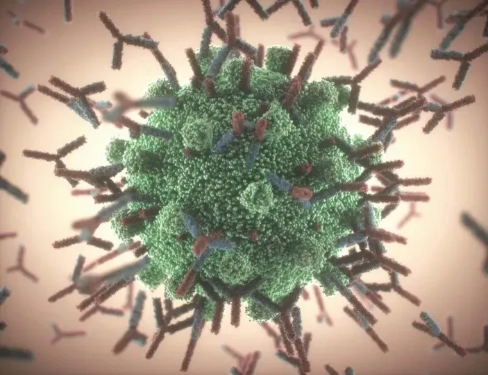 Illustration of antibodies attacking a coronavirus.