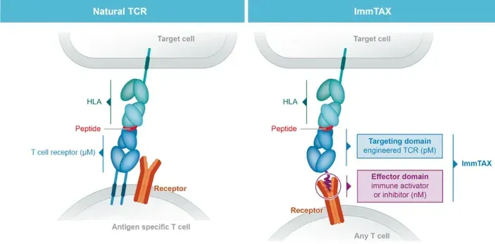 Bispecific soluble TCR molecules engaging CD3 receptors on T cells and antigens on target cells