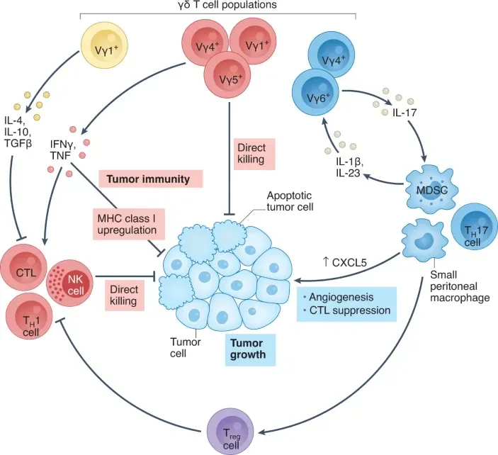 Schematic showing how γδ T cells can kill hematological and solid tumors.