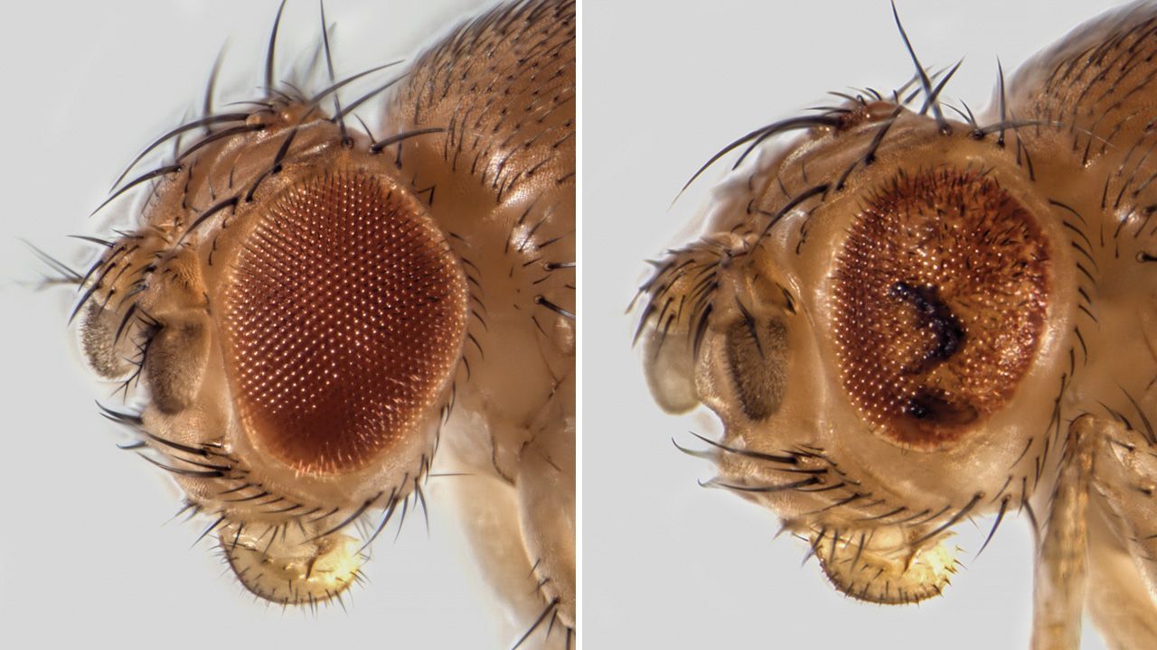 Fruit fly eyes, one healthy one unhealthy