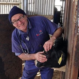 Peter Younis, a cattle veterinarian, with one of his patients, a Holstein cow