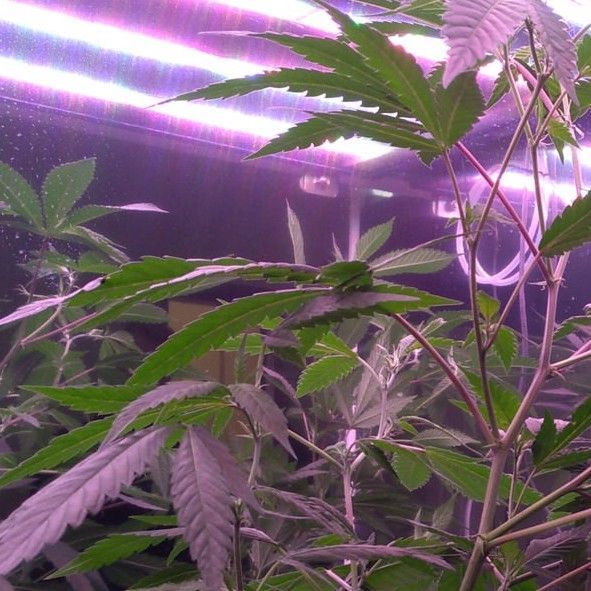 Marijuana growing in a greenhouse