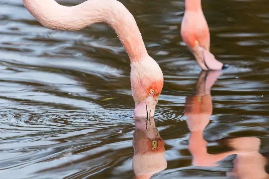 Two flamingos feeding in water.