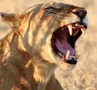 A lioness with her mouth open, baring teeth