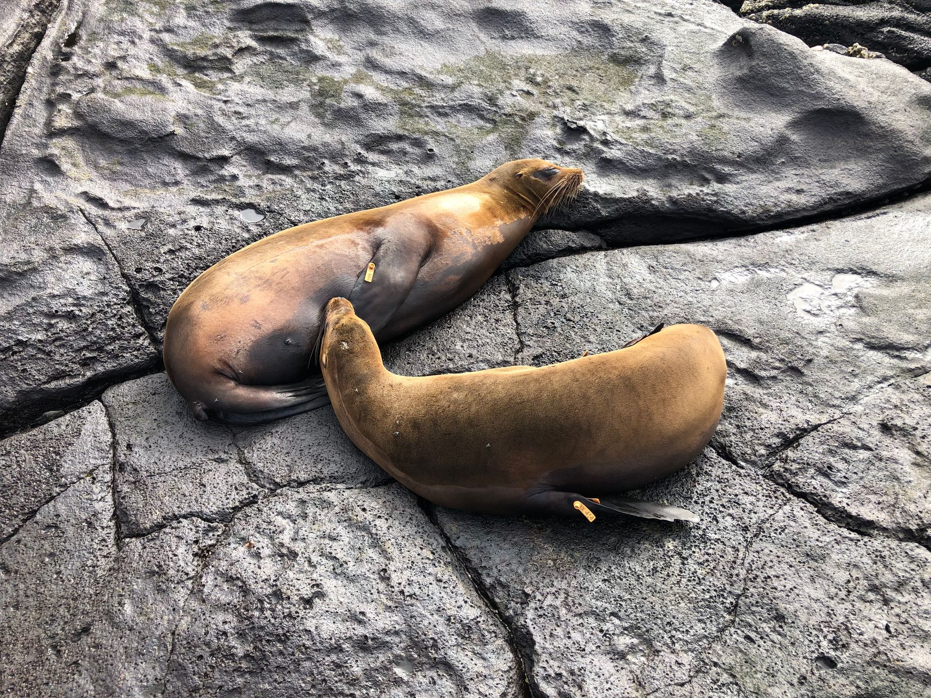 Sea lion suckling at teat of another sea lion on rocky shores of the Galapagos