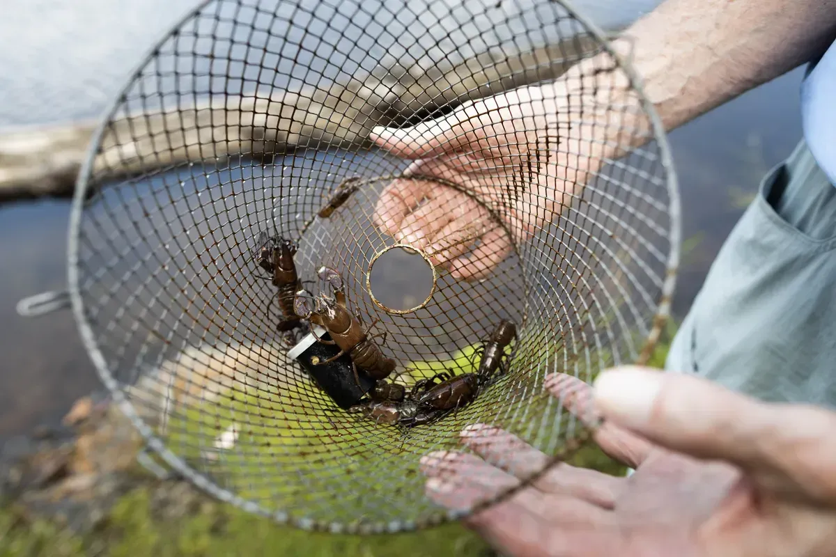 A trap filled with crayfish from Enos Lake.