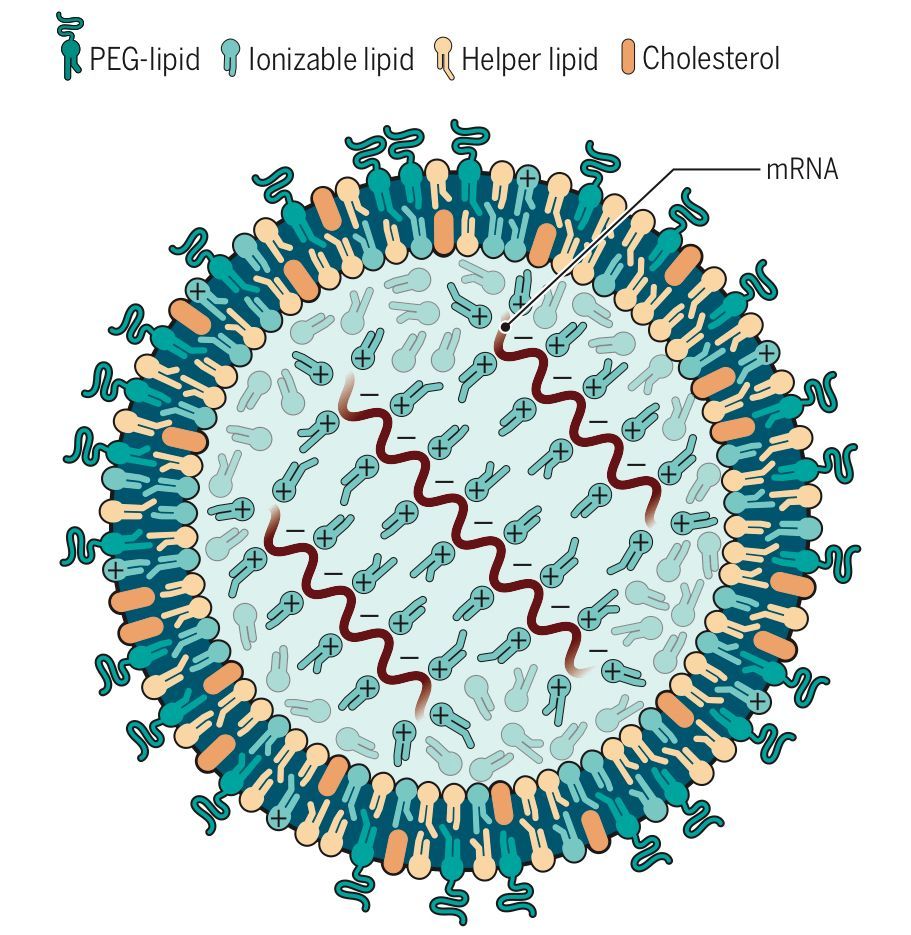 mRNA packaged inside a lipid nanoparticle.