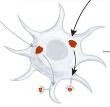 Immune system processing self-amplifying RNA vaccine.