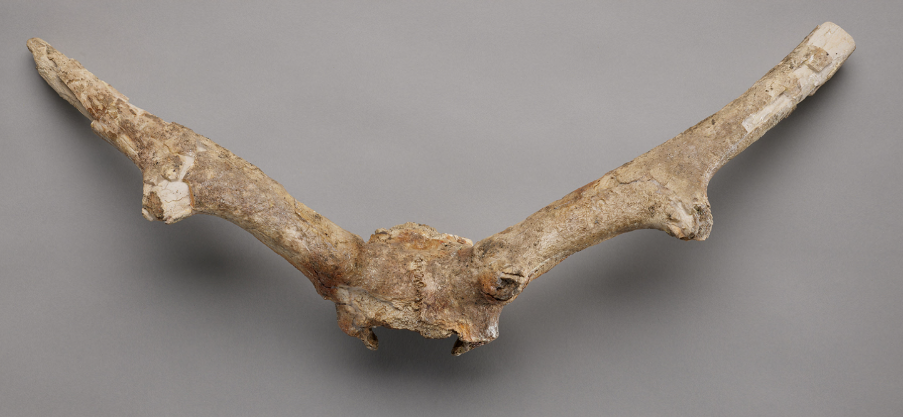 Fossil of deer antlers