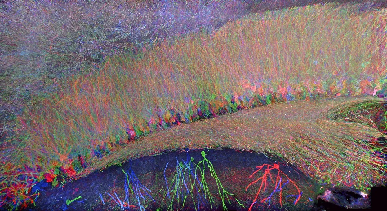 Mouse brain tissue imaged using expansion microscopy. 