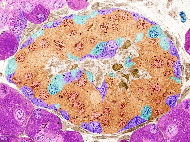 Artificially colored pancreatic islet cells