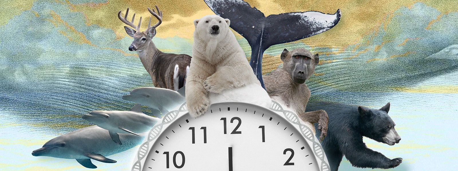 Clock face, DNA strand and assortment of animals: dolphins, deer, bears, whale, baboon