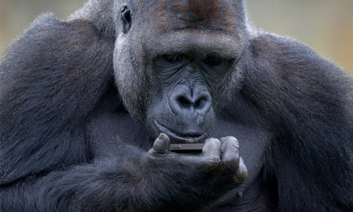 Gorilla looking at smartphone