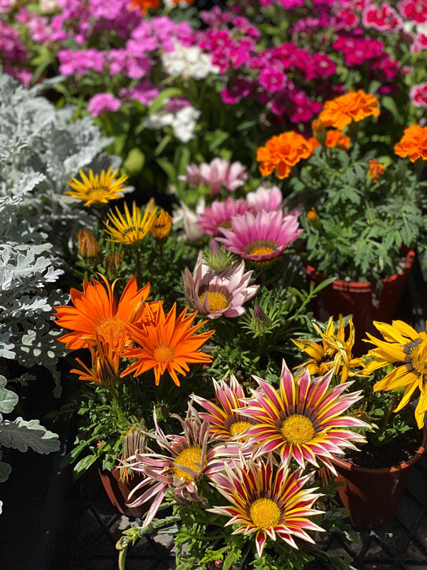 Plants, Pots & Potting Mix Port Macquarie, NSW Oxley Landscape Supplies