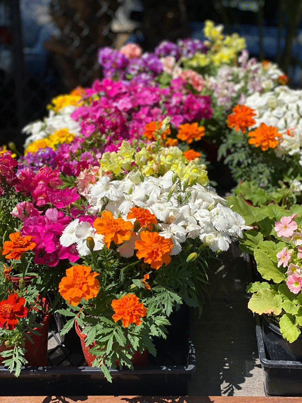 Plants, Pots & Potting Mix Port Macquarie, NSW Oxley Landscape Supplies