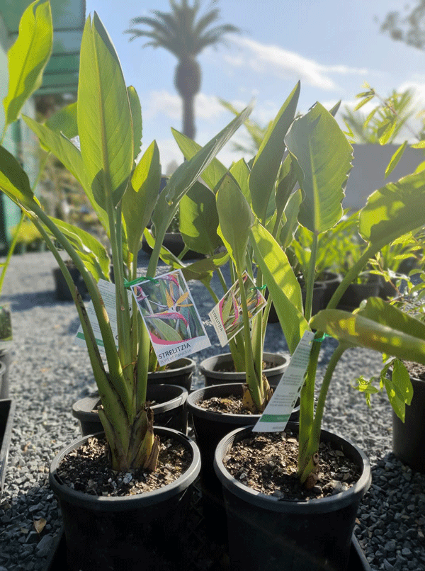 Plants, Pots & Potting Mix Port Macquarie, NSW Oxley Landscape Supplies