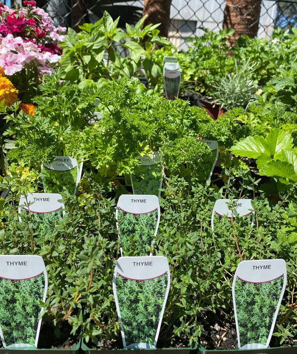 Plants, Pots & Potting Mix Port Macquarie, NSW Oxley Landscape Supplies