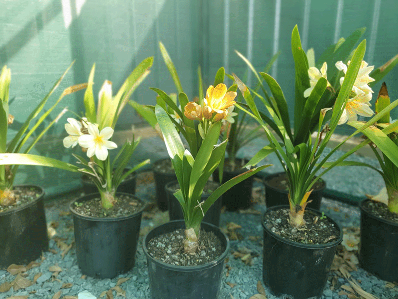 Plants, Pots & Potting Mix Port Macquarie, NSW Oxley Landscape Supplies