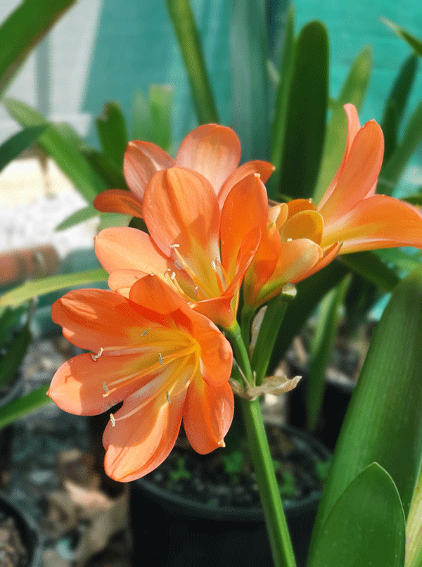 Plants, Pots & Potting Mix Port Macquarie, NSW Oxley Landscape Supplies