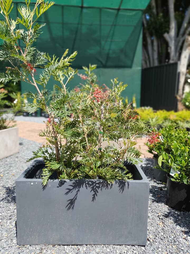 Plants, Pots & Potting Mix Port Macquarie, NSW Oxley Landscape Supplies