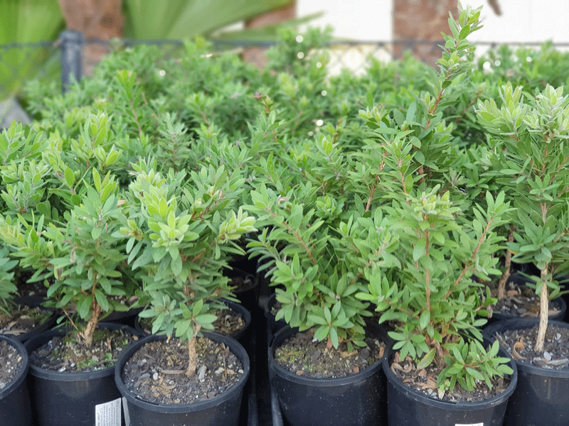 Plants, Pots & Potting Mix Port Macquarie, NSW Oxley Landscape Supplies