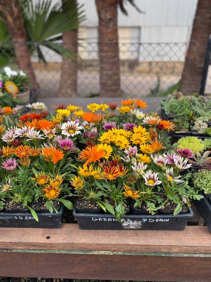 Plants, Pots & Potting Mix Port Macquarie, NSW Oxley Landscape Supplies