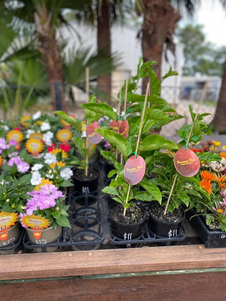 Plants, Pots & Potting Mix Port Macquarie, NSW Oxley Landscape Supplies