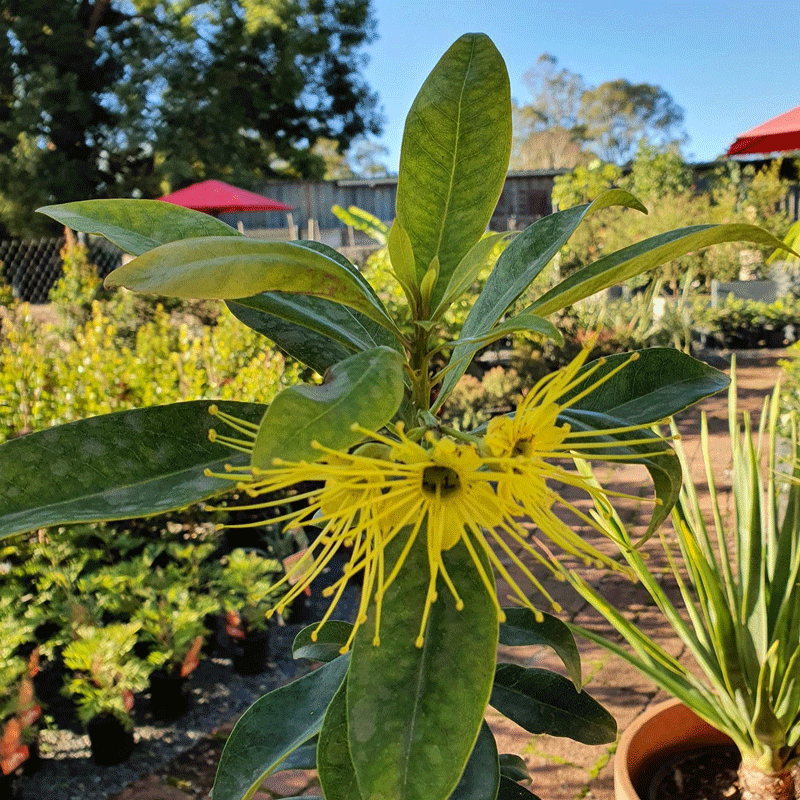 Plants, Pots & Potting Mix Port Macquarie, NSW Oxley Landscape Supplies