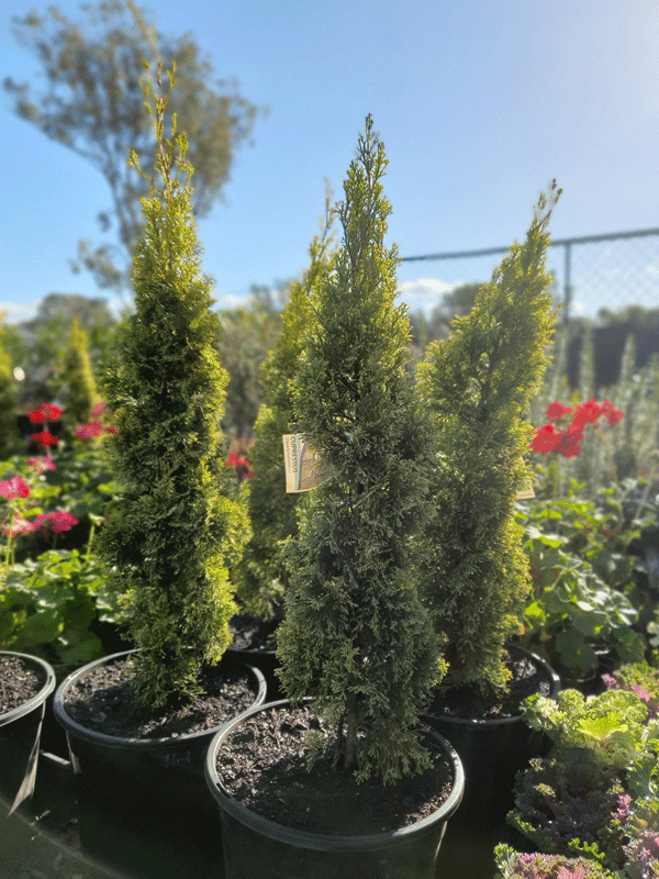 Plants, Pots & Potting Mix Port Macquarie, NSW Oxley Landscape Supplies