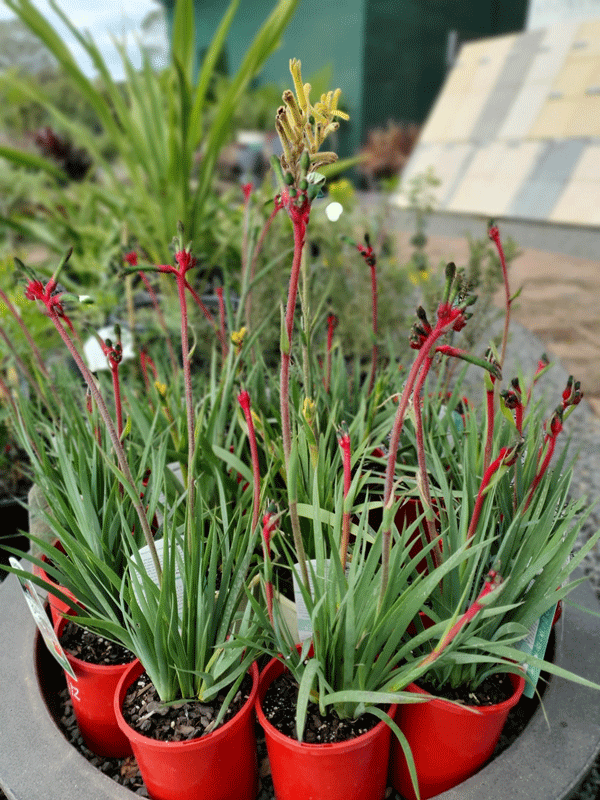 Plants, Pots & Potting Mix Port Macquarie, NSW Oxley Landscape Supplies