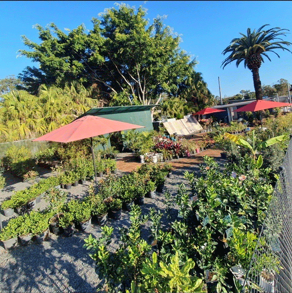 Plants, Pots & Potting Mix Port Macquarie, NSW Oxley Landscape Supplies