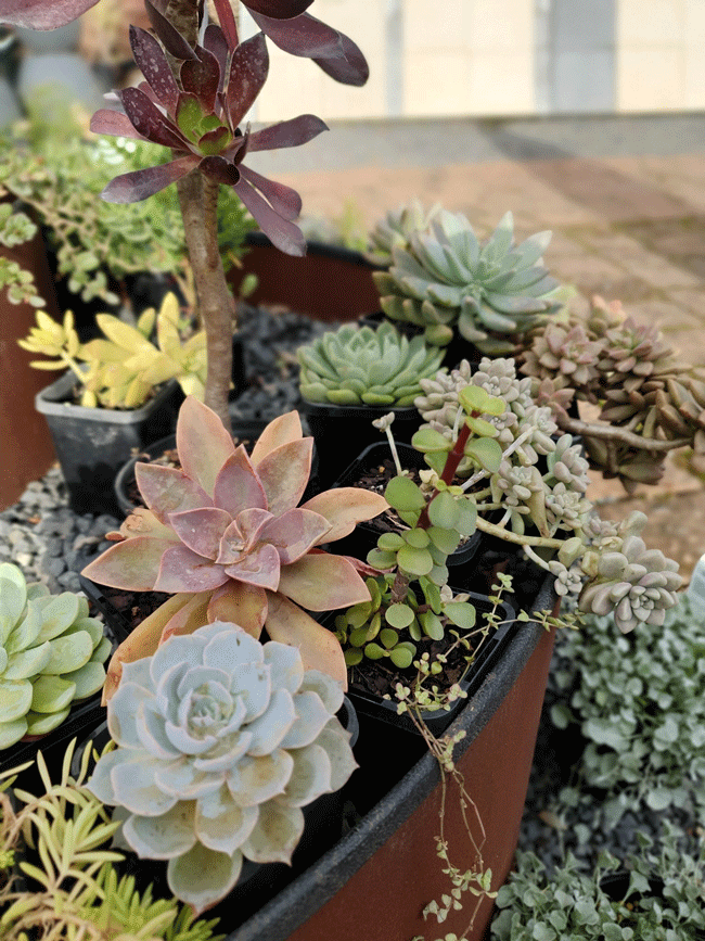 Plants, Pots & Potting Mix Port Macquarie, NSW Oxley Landscape Supplies