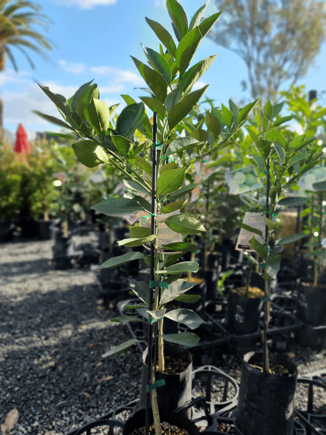 Plants, Pots & Potting Mix Port Macquarie, NSW Oxley Landscape Supplies