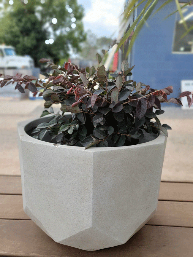 Plants, Pots & Potting Mix Port Macquarie, NSW Oxley Landscape Supplies