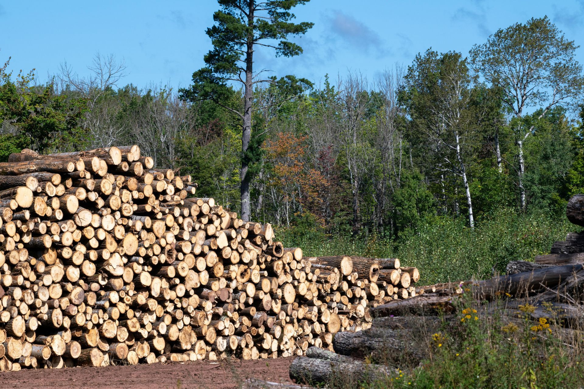 A pile of logs is sitting in the middle of a forest.