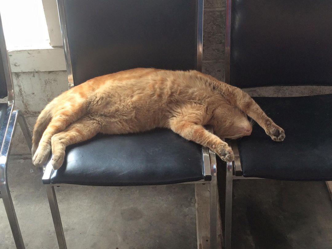 Jax at Jack's Tune Up & Alignment in Belton, MO