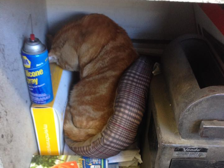 Jax at Jack's Tune Up & Alignment in Belton, MO