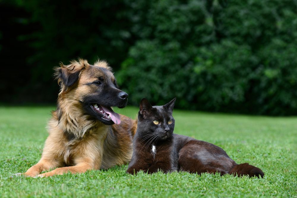 Dog with tongue out and black cat lying together in green grass.