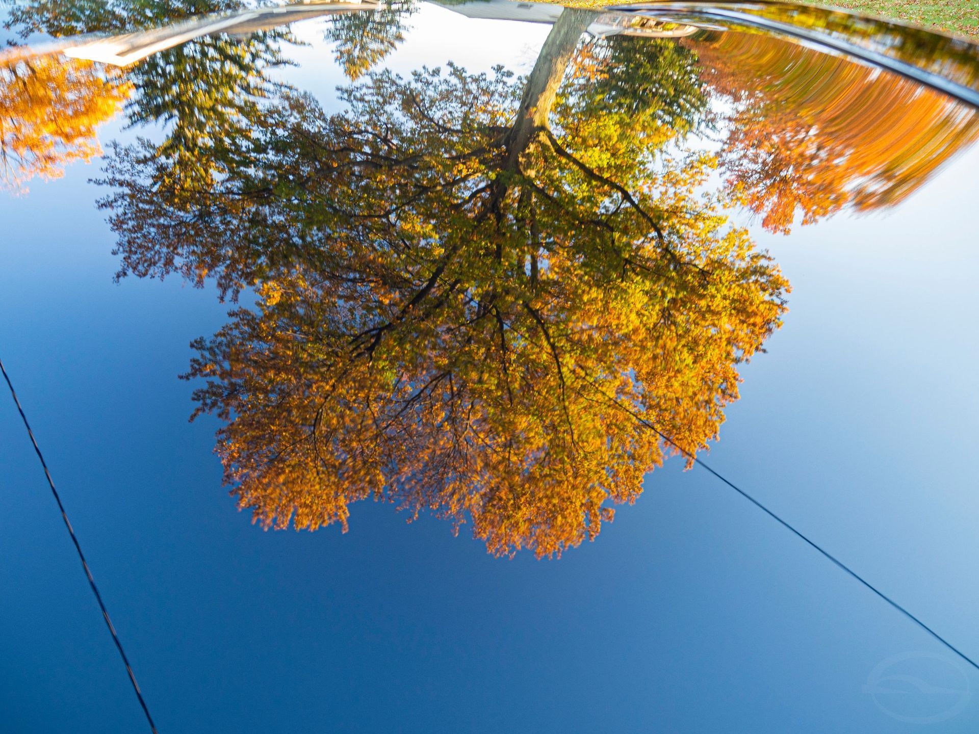 A tree is reflected in a puddle of water.