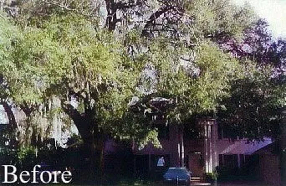 Before Tree Trimming — Jacksonville, FL — Big Bens Tree Service