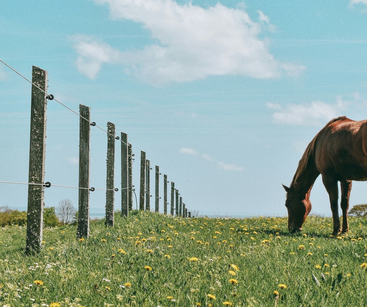 A horse grazing in a field next to a fence