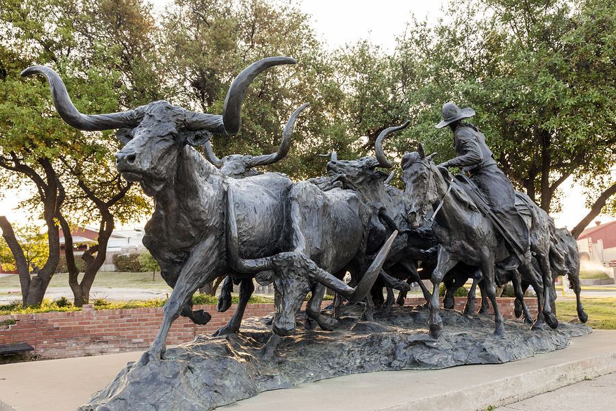 The famous bronze steers in Fort Worth, Texas