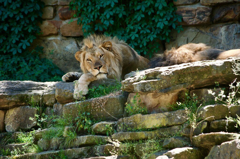 A lion is laying on top of a rock wall at the fort worth zoo
