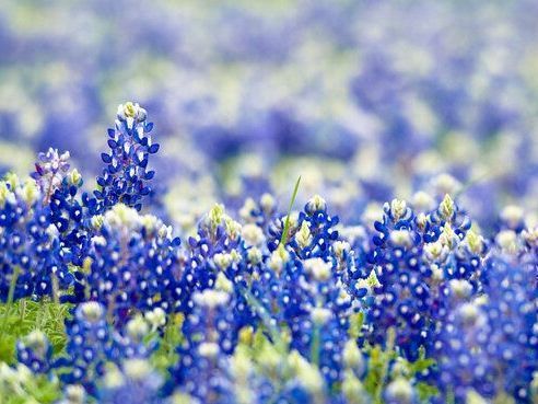 a field of bluebonnets