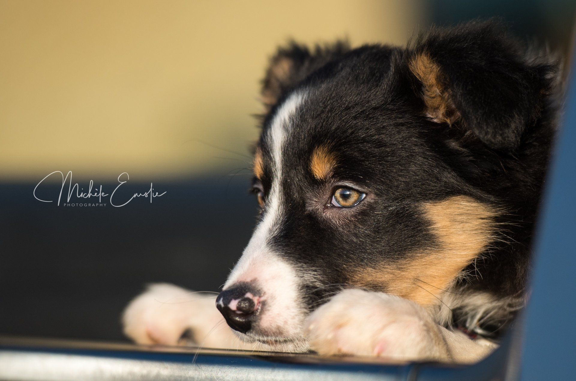 pet boarding services