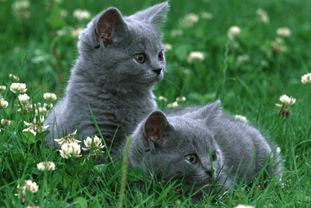 gray cats