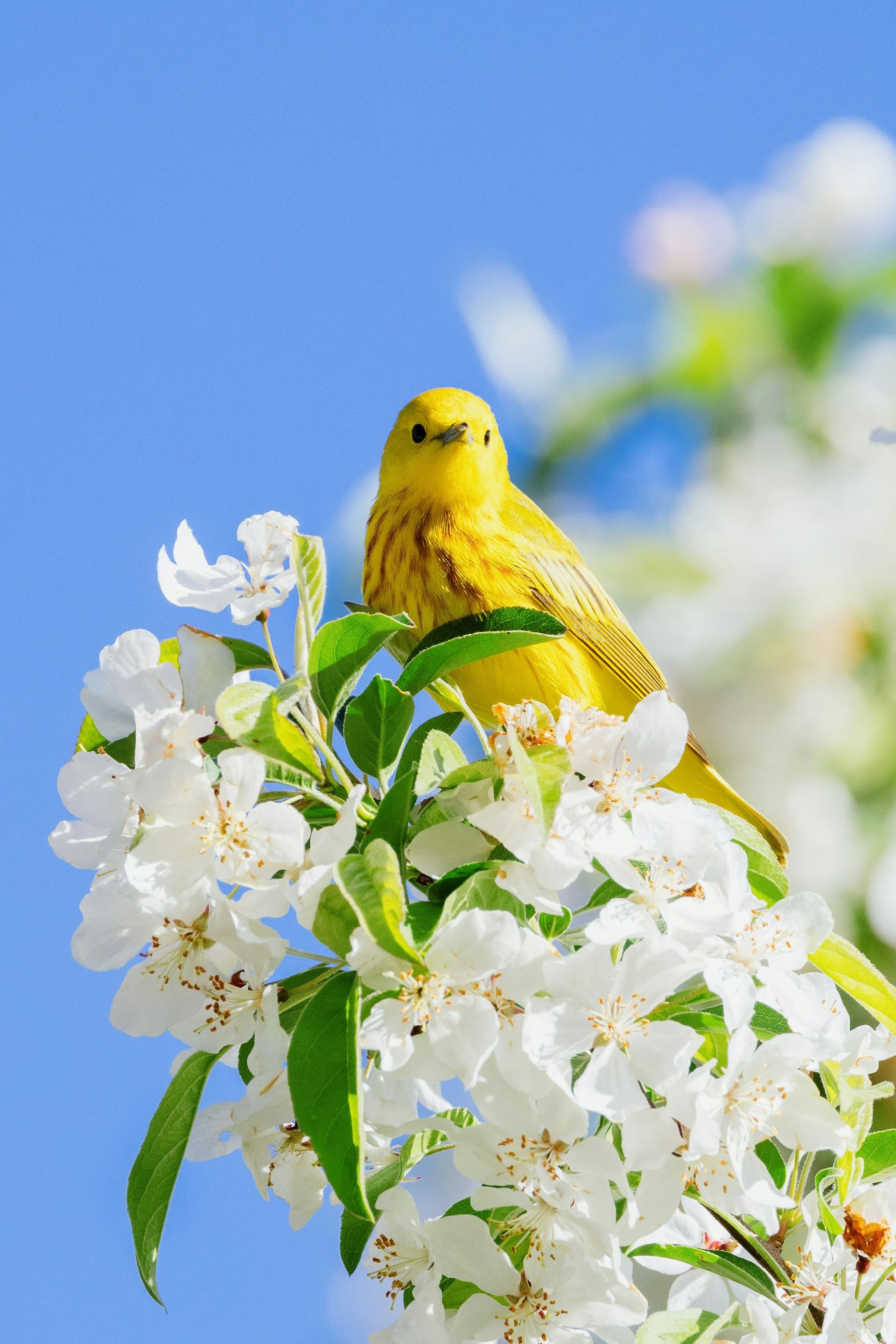 spring