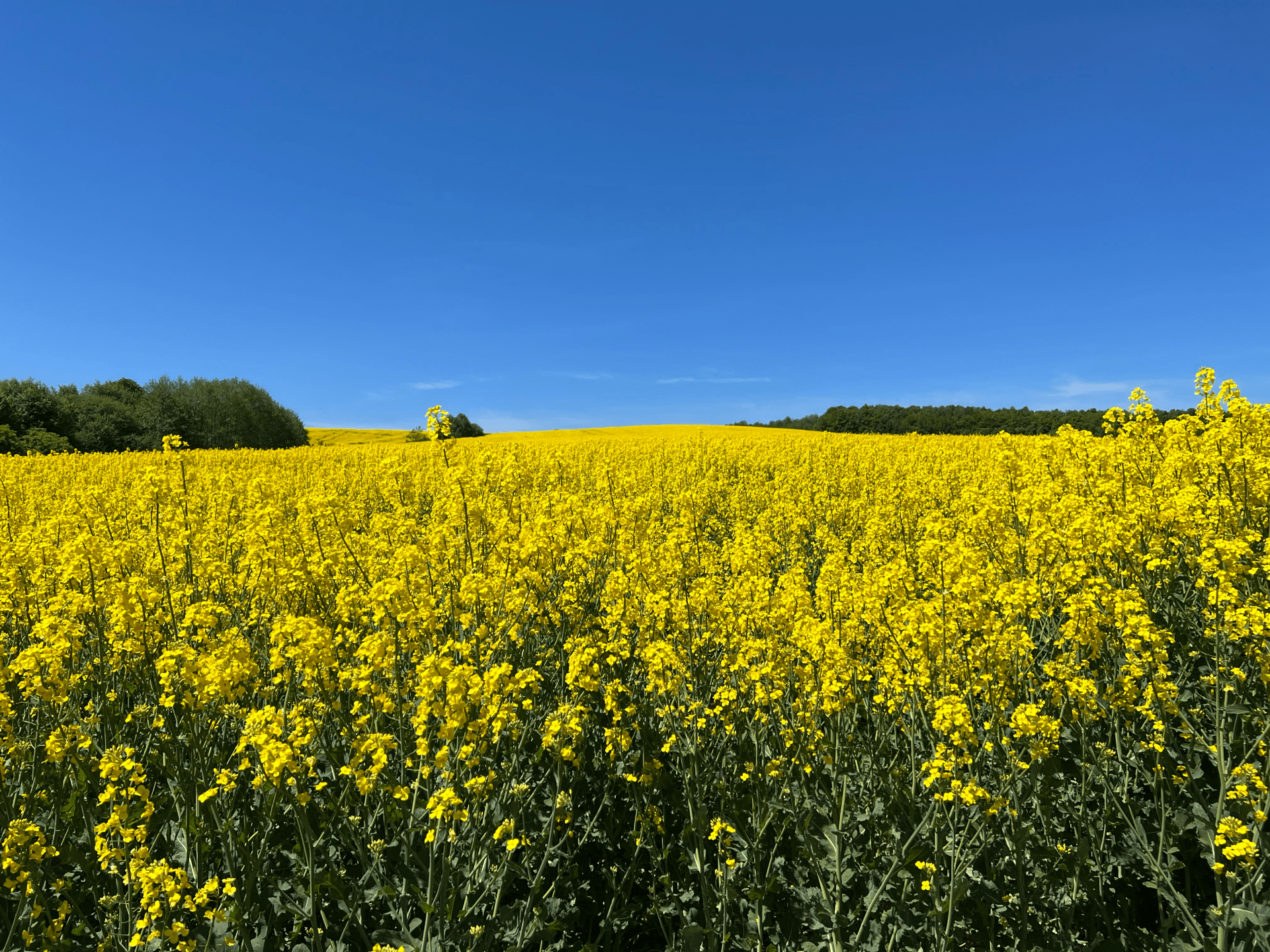 field and sky in Ukraine