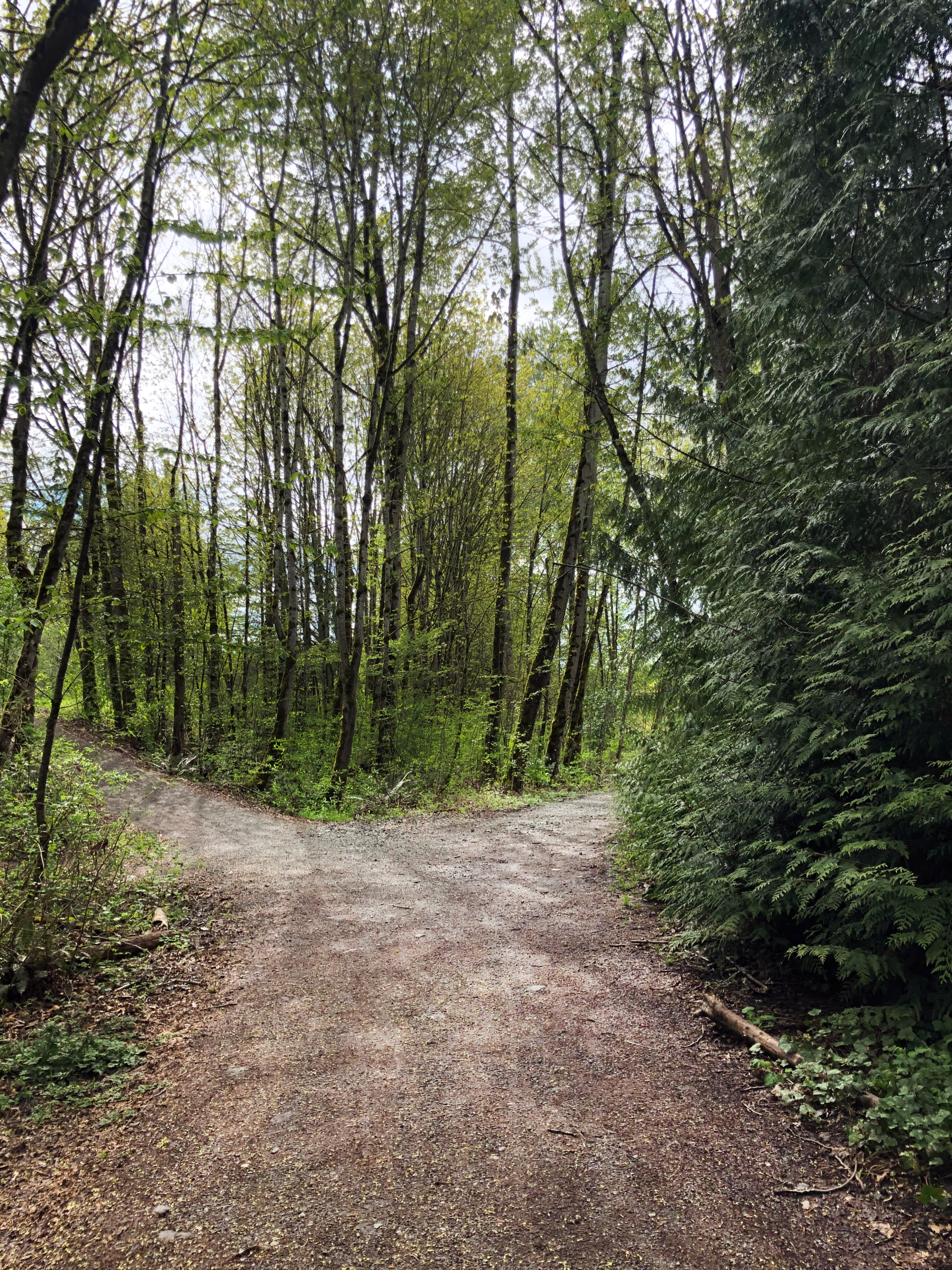 Two pathways in the woods