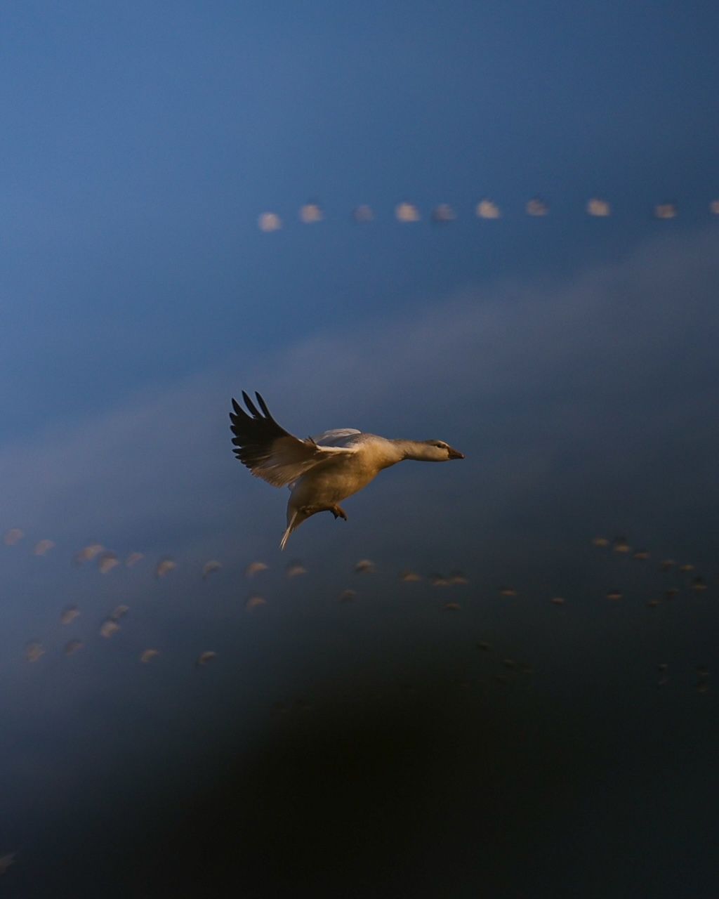 goose outfitter Canada